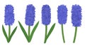 Set hyacinths flowers. Botanical colourful vector illustration Royalty Free Stock Photo